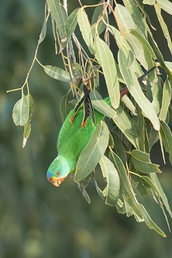 Swift Parrot, photo courtesy of Dr Mark Simpson 