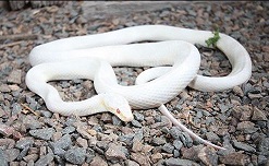 Albino American Corn Snake