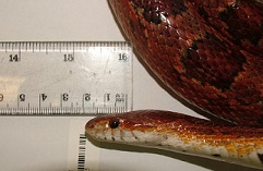 Large American Corn Snake 